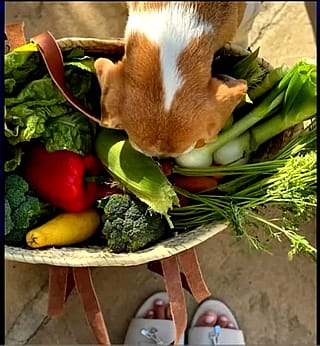 Did Meagan Markle post store-bought veg?'