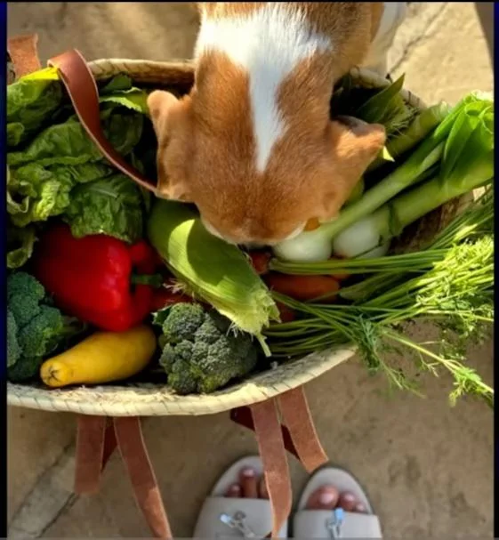 Did Meagan Markle post store-bought veg? picture 1 of 1